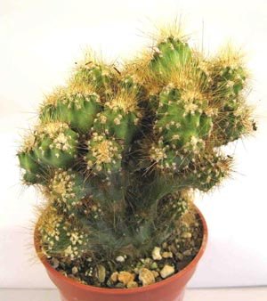 Cereus_monstrose_'Camelot'